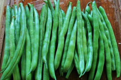 Bean - Jade - St. Clare Heirloom Seeds