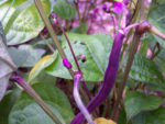 Bean - Royal Burgundy - St. Clare Heirloom Seeds