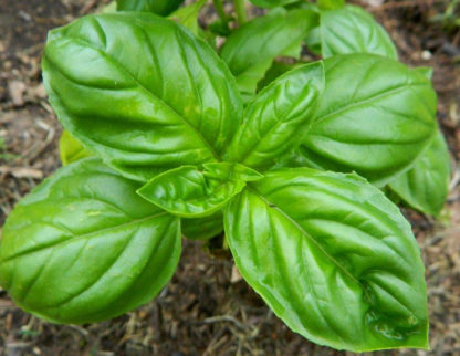 Herb, Annual - Basil Genovese - St. Clare Heirloom Seeds