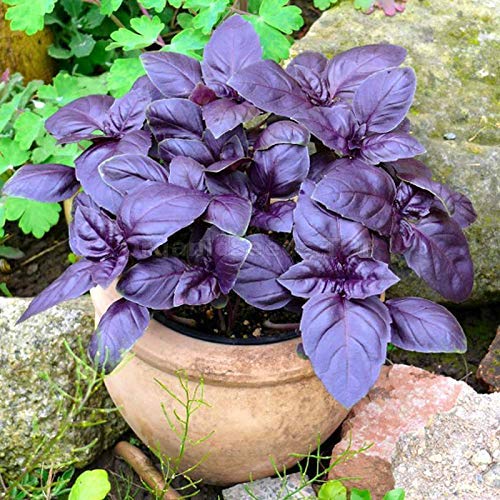 Herb Basil Purple Dark Opal St Clare Heirloom Seeds Heirloom And Open Pollinated Vegetable Flower And Herb Garden Seeds
