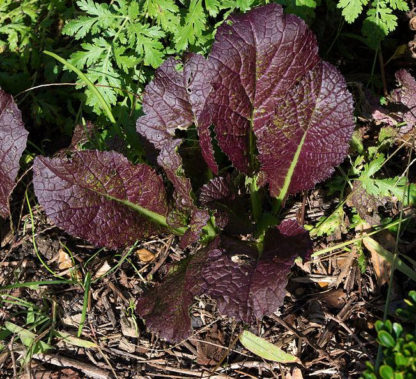 Herb - Basil - Red Rubin - St. Clare Heirloom Seeds