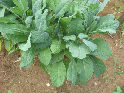 Kale - Lacinato - St. Clare Heirloom Seeds