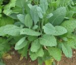 Kale - Lacinato - St. Clare Heirloom Seeds