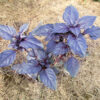Herb - Basil - Purple Dark Opal - Image 2