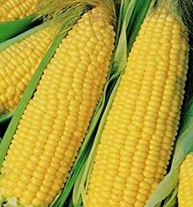 Corn - Trucker's Favorite Yellow Non-GMO - St. Clare Heirloom Seeds