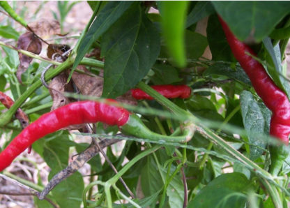 Hot Pepper - Cayenne, Long Thin - St. Clare Heirloom Seeds