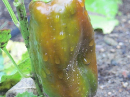 Pepper, Sweet - Chocolate Bell Immature Fruit - St. Clare Heirloom Seeds