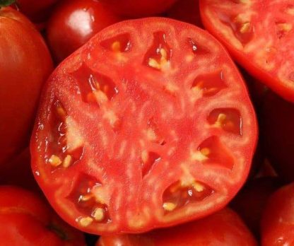 Tomato, Red - Ace 55 - St. Clare Heirloom Seeds