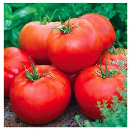 Tomato, Red - Ace 55 - St. Clare Heirloom Seeds
