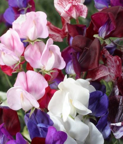 Flower - Old Spice Mix Sweet Pea - St. Clare Heirloom Seeds