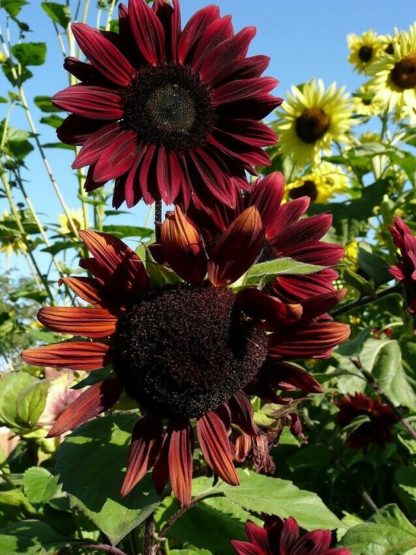 Flower, Sunflower - Chocolate Cherry - St. Clare Heirloom Seeds