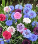 Flower - Bachelor Button - Polka Dot Mix - St. Clare Heirloom Seeds
