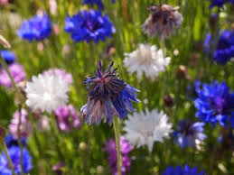 Flower - Bachelor Button - Polka Dot Mix - St. Clare Heirloom Seeds