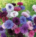 Flower - Bachelor's Button - Tall Mix - St. Clare Heirloom Seeds