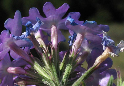 Flower - Verbena - Moss Verbena - St. Clare Heirloom Seeds