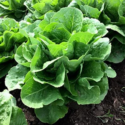 Lettuce, Leaf Romaine - Paris White COS - St. Clare Heirloom Seeds