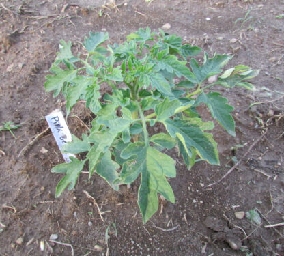 Young Beefsteak-Pink Plant