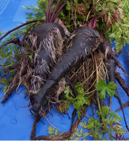 Carrot - Black Nebula - St. Clare Heirloom Seeds