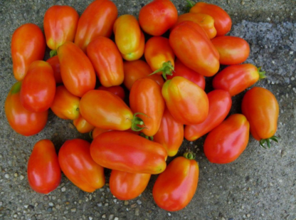 Tomato, Paste - San Marzano - St. Clare Heirloom Seeds