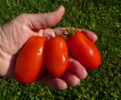 Tomato, Paste - San Marzano - St. Clare Heirloom Seeds