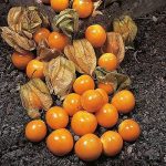 Cape Goosberry - St. Clare Heirloom Seeds