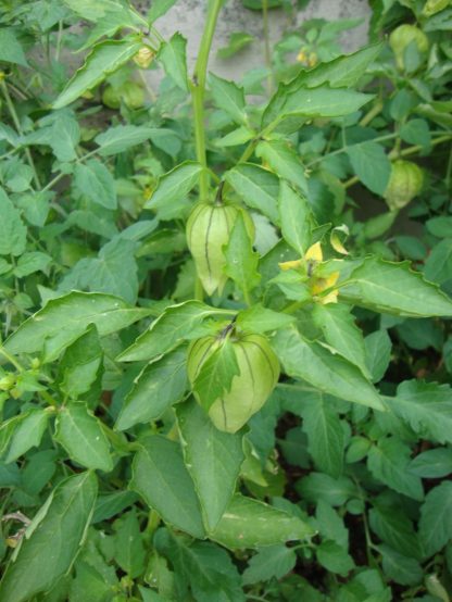Cape Gooseberry - on Plant Credit P.J. Smith - St. Clare Heirloom Seeds