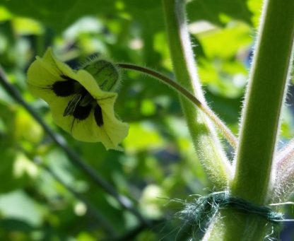 Cape Gooseberry - Blossom on Plant 2 Credit RobynAnne - St. Clare Heirloom Seeds