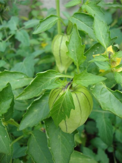 Cape Gooseberry - Fruits on Plant Credit P.J. Smith - St. Clare Heirloom Seeds