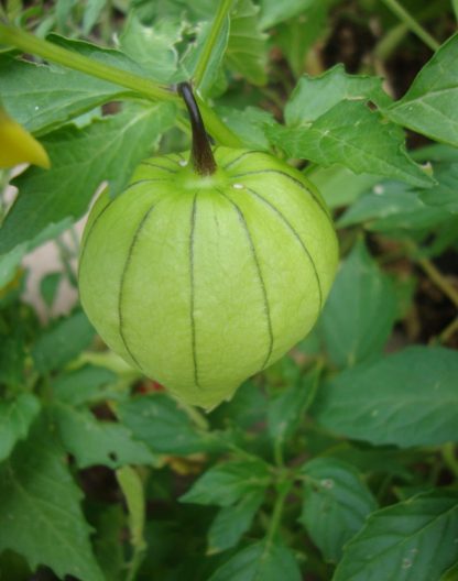 Cape Gooseberry - on Plant Credit P.J. Smith - St. Clare Heirloom Seeds