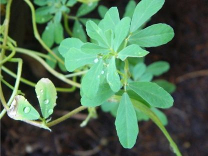 Herb - Fenugreek - St. Clare Heirloom Seeds