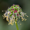Herb - Salad Burnet - Image 3