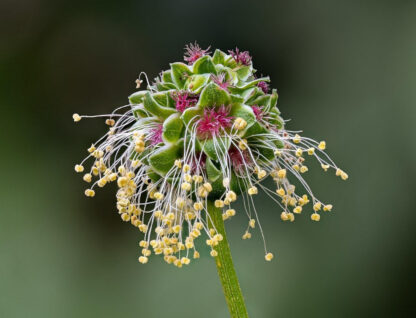 Herb - Salad Burnet - Image 3