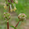 Salad Burnet in bloom with multiple round flower heads showing pink styles and yellow-tipped stamens. Photo credit: Leo Michels.