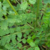 Herb - Salad Burnet - Image 2
