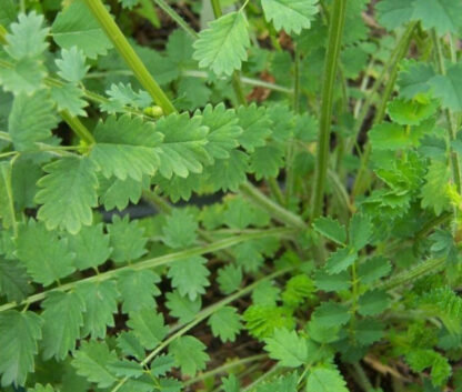 Herb - Salad Burnet - Image 2