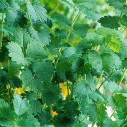 Dense growth of Salad Burnet leaves with rounded, serrated edges on upright stems.