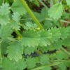 Close-up of Salad Burnet leaves with finely serrated edges and light green coloring. Photo credit: Floram.