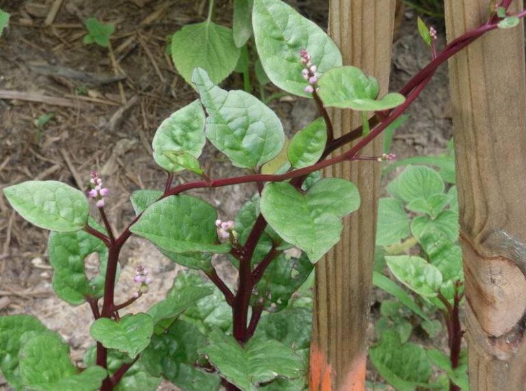 Heirloom Malabar Spinach Planting Guide From Seed to Harvest St