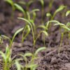 A tray of young Persian carrot seedlings with slender, grass-like green shoots emerging from a moist potting medium.