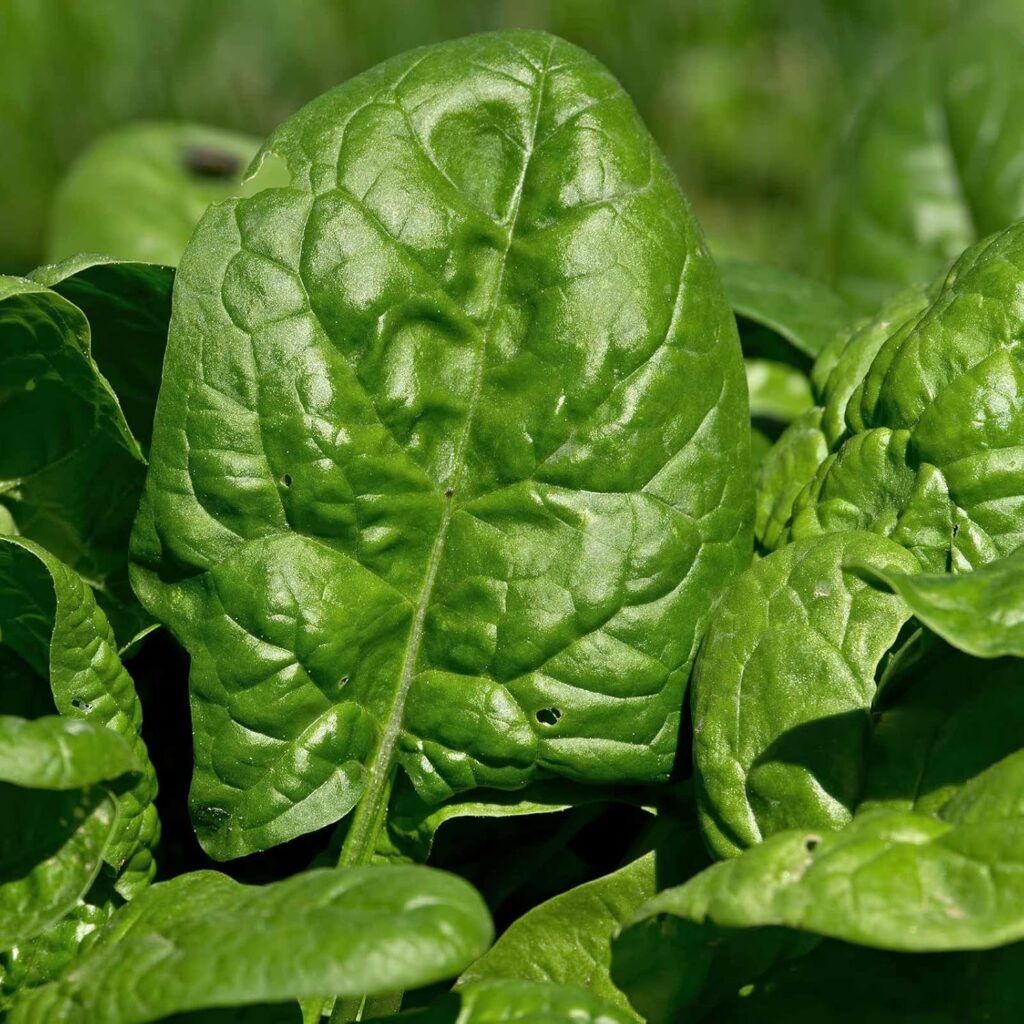 Giant Noble spinach with broad dark-green leaves thriving in cool weather, perfect for gardens in zones 6-7.