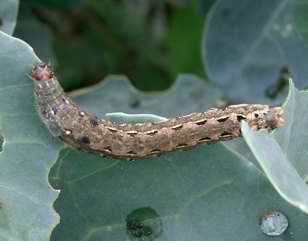 Close-up of a cutworm larva feeding on a green leafy plant.