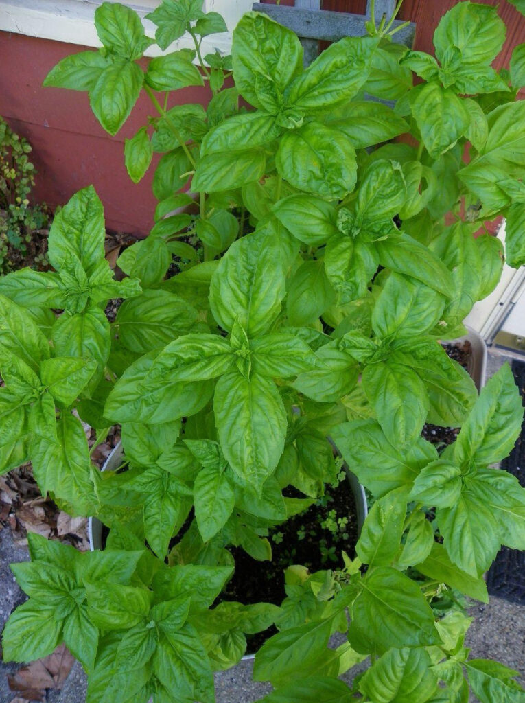 Sweet basil growing lush and green in a September garden container.