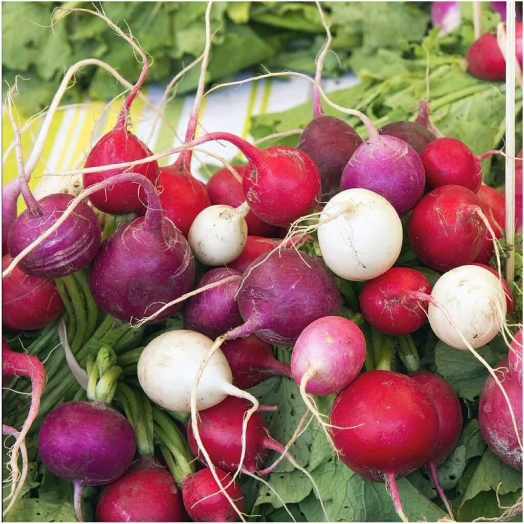 Fall and Winter Vegetable Gardening – Easter Egg radishes in red, purple, and white varieties.