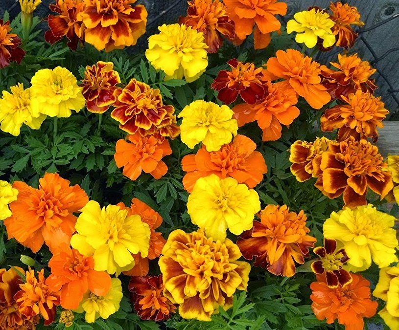 Colorful Marigold Sparky Mix supporting companion planting by repelling pests around tomatoes and peppers.