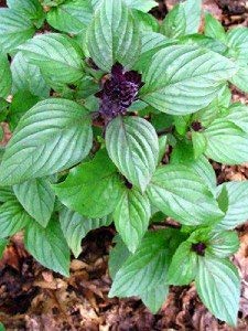 Persian basil plant with lush green leaves, excellent for companion planting with tomatoes and peppers.