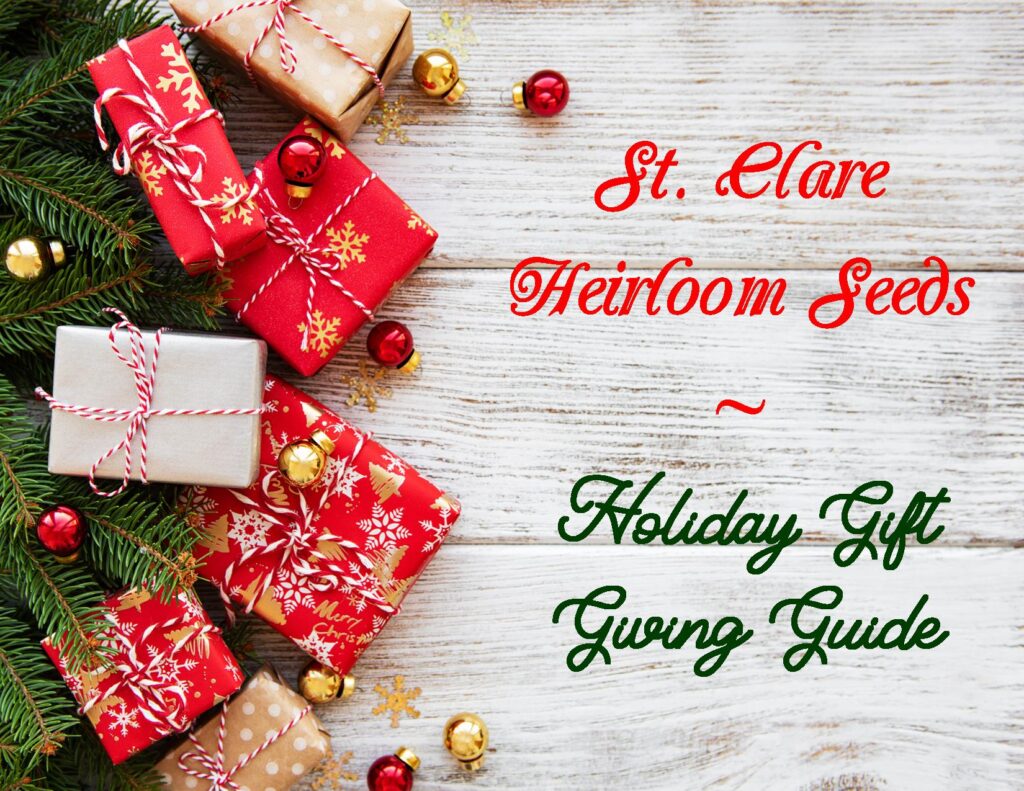 Colorful Christmas presents beside evergreen branches used to promote St. Clare Heirloom Seeds gift ideas for gardeners.