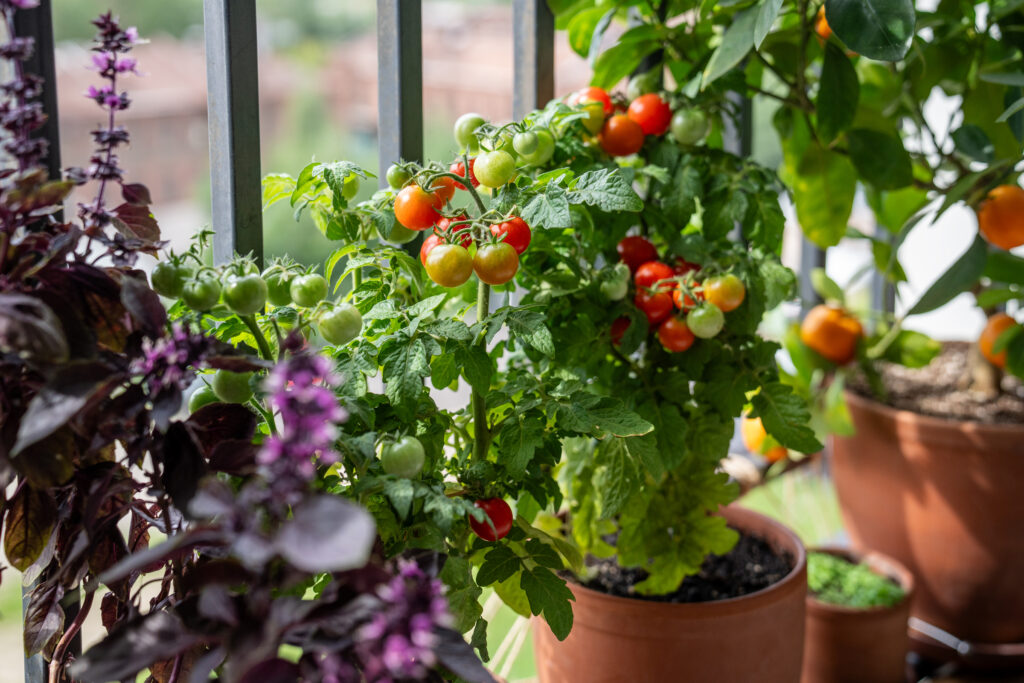 Container tomatoes and herbs growing on a sunny balcony, illustrating small-space gift ideas for gardeners.