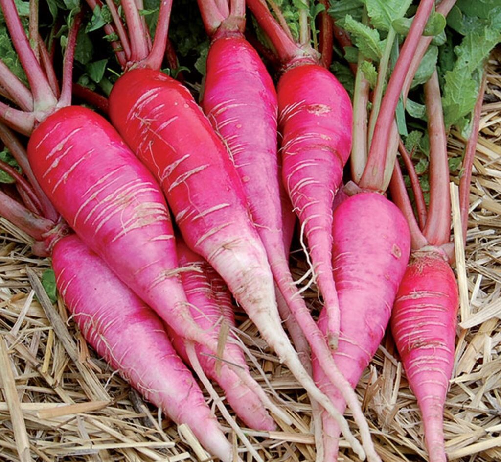 China Rose radishes freshly harvested from a November garden, showing long pink roots on a bed of straw.