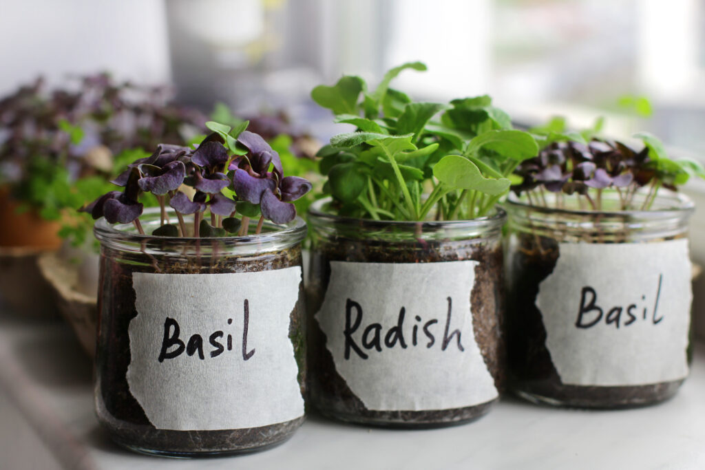 Microgreens growing in labeled jars on a windowsill, creating a simple indoor November garden.