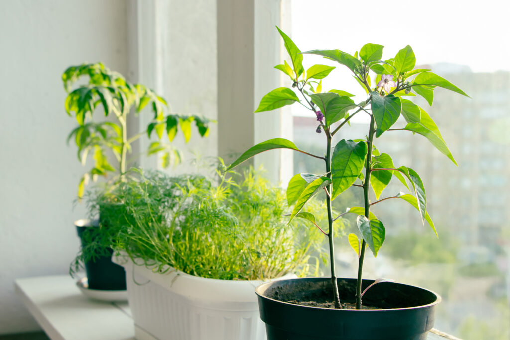 Young pepper plant and herbs in containers, creating a small indoor November garden on the windowsill.